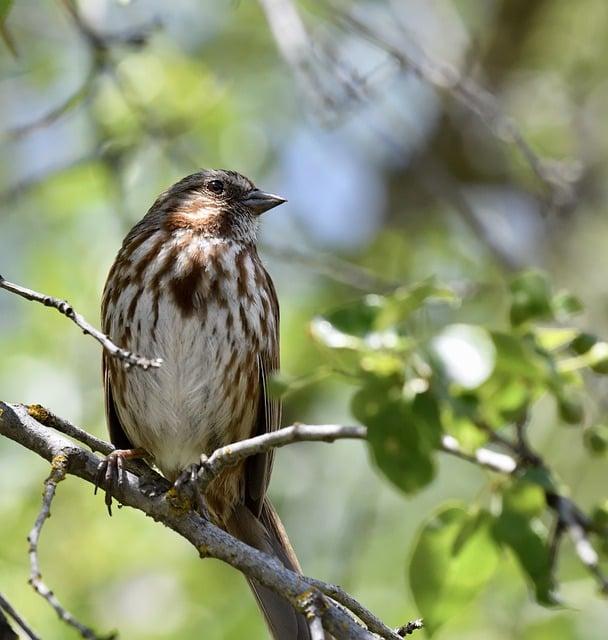 Jak funguje Anglicko-Český Překladač Sparrow?