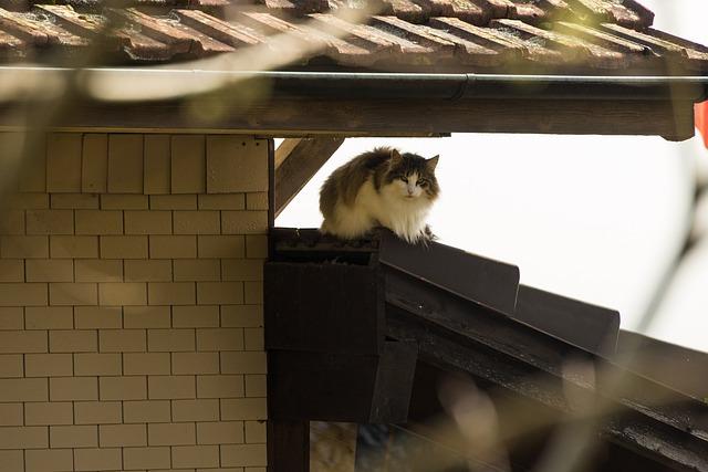 Výhody a nevýhody sdílení bydlení s roommatem