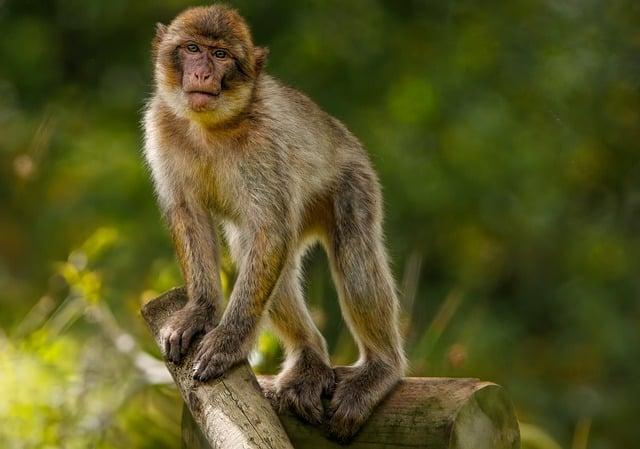 Význam a užitečnost slovíčka sanctuary v češtině