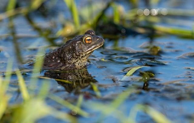 Nejběžnější významy slova vertebrae v češtině