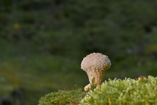 Jak funguje anglicko-český překladač