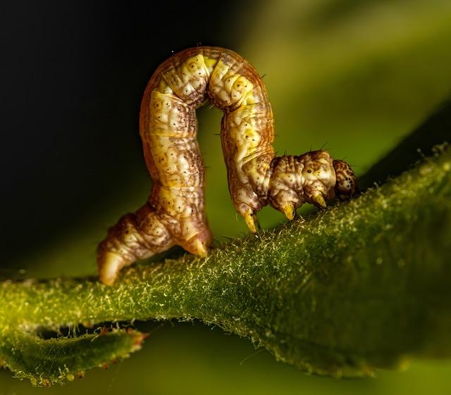 Co Znamená inchworm ? Anglicko-Český Překladač 3 Nejlepší způsob, jak používat Anglicko-Český Překladač
