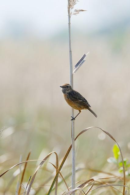 Nejlepší způsob, jak používat bunting