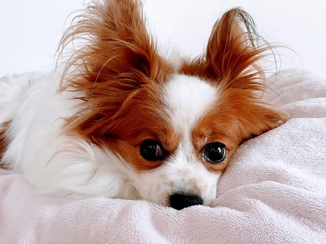 - Tipy pro efektivní překládání výrazu 