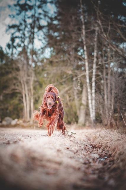 mischievous - Co to znamená? Anglicko Český Překladač 2 Jak vám může být užitečný překladač mischievous?